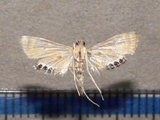Eoophyla tripunctalis